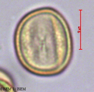 Ardisia polycephala - lame n° 29373